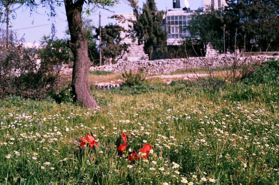 Tulips in Palestine, 2006, installation view. De Apple, Amsterdam, Holland