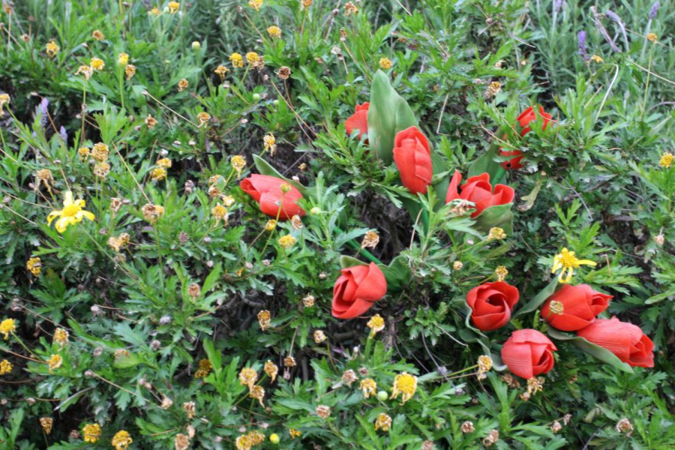 Tulips in Palestine, 2006, installation view. De Apple, Amsterdam, Holland